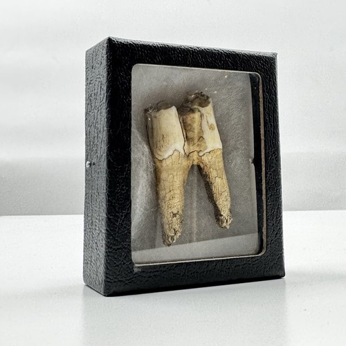 Antique cow tooth - antique, in